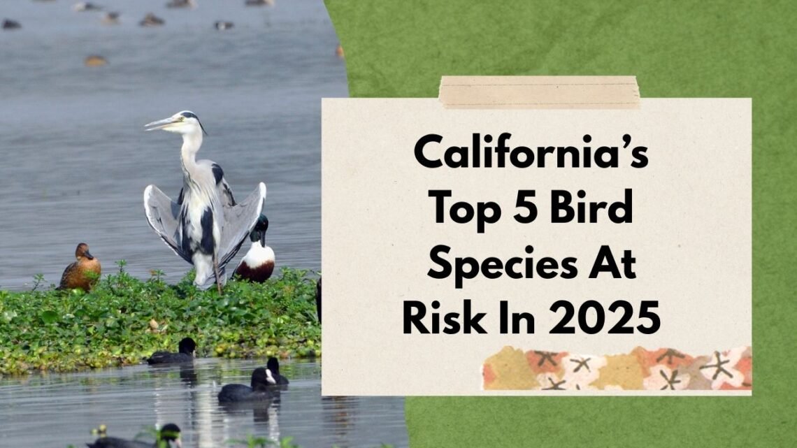 California’s Top 5 Bird Species At Risk In 2025