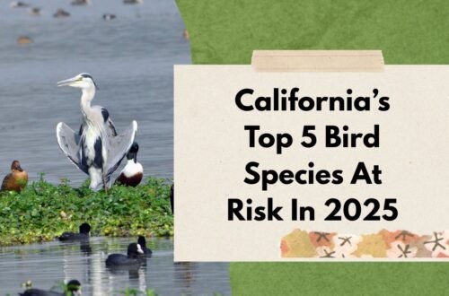 California’s Top 5 Bird Species At Risk In 2025