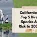 California’s Top 5 Bird Species At Risk In 2025