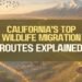 California’s Top Wildlife Migration Routes Explained