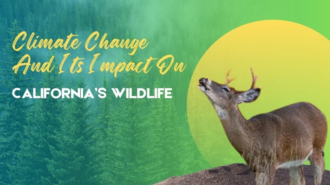 Climate Change And Its Impact On California’s Wildlife