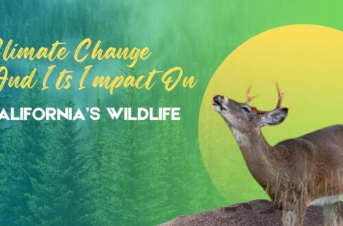 Climate Change And Its Impact On California’s Wildlife