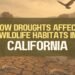 How Droughts Affect Wildlife Habitats In California