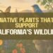 Native Plants That Support California’s Wildlife