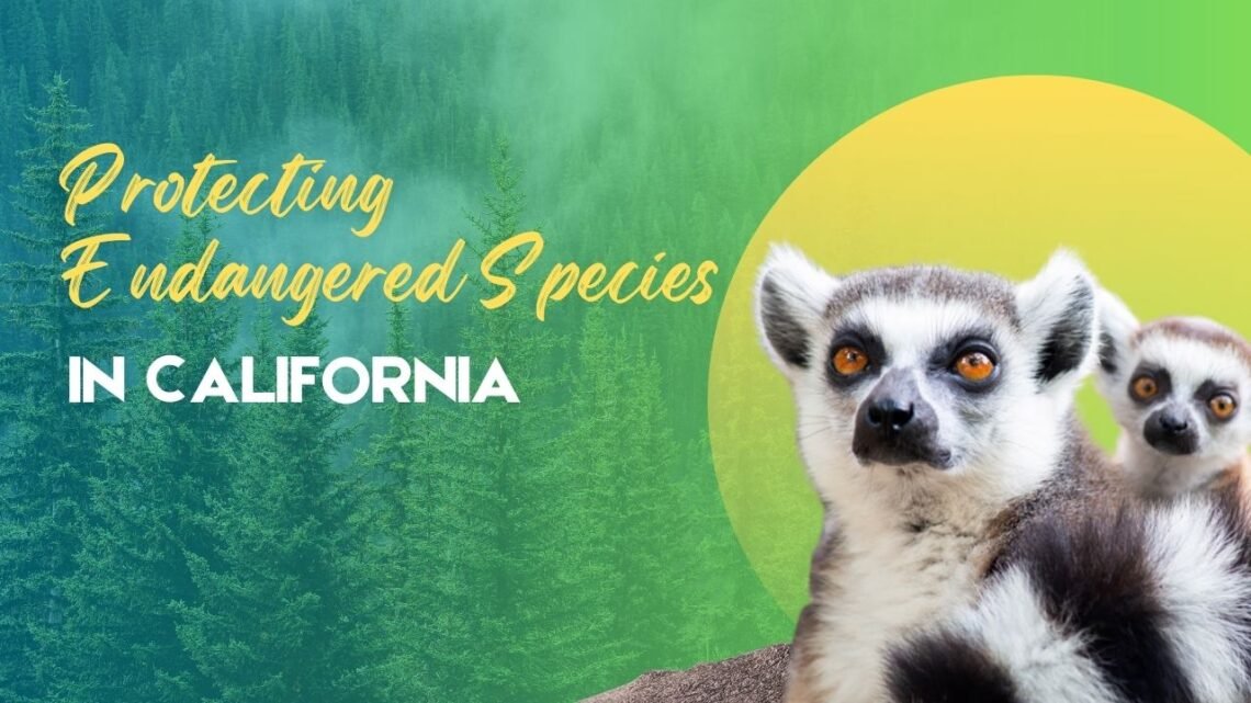 Protecting Endangered Species In California- A 2025 Outlook