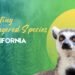 Protecting Endangered Species In California- A 2025 Outlook