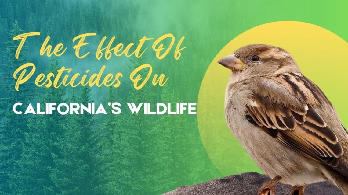 The Effect Of Pesticides On California’s Wildlife