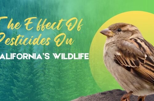 The Effect Of Pesticides On California’s Wildlife