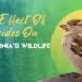 The Effect Of Pesticides On California’s Wildlife