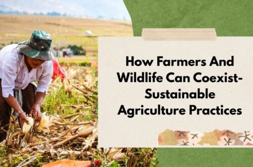 How Farmers and Wildlife Can Coexist: Sustainable Agriculture Practices