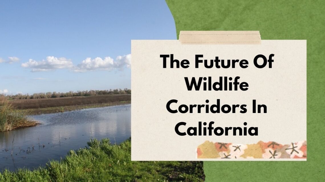The Future Of Wildlife Corridors In California