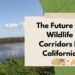 The Future Of Wildlife Corridors In California