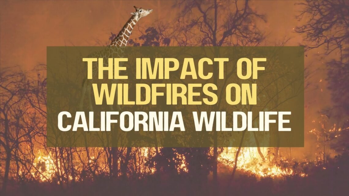 The Impact Of Wildfires On California Wildlife