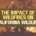 The Impact Of Wildfires On California Wildlife