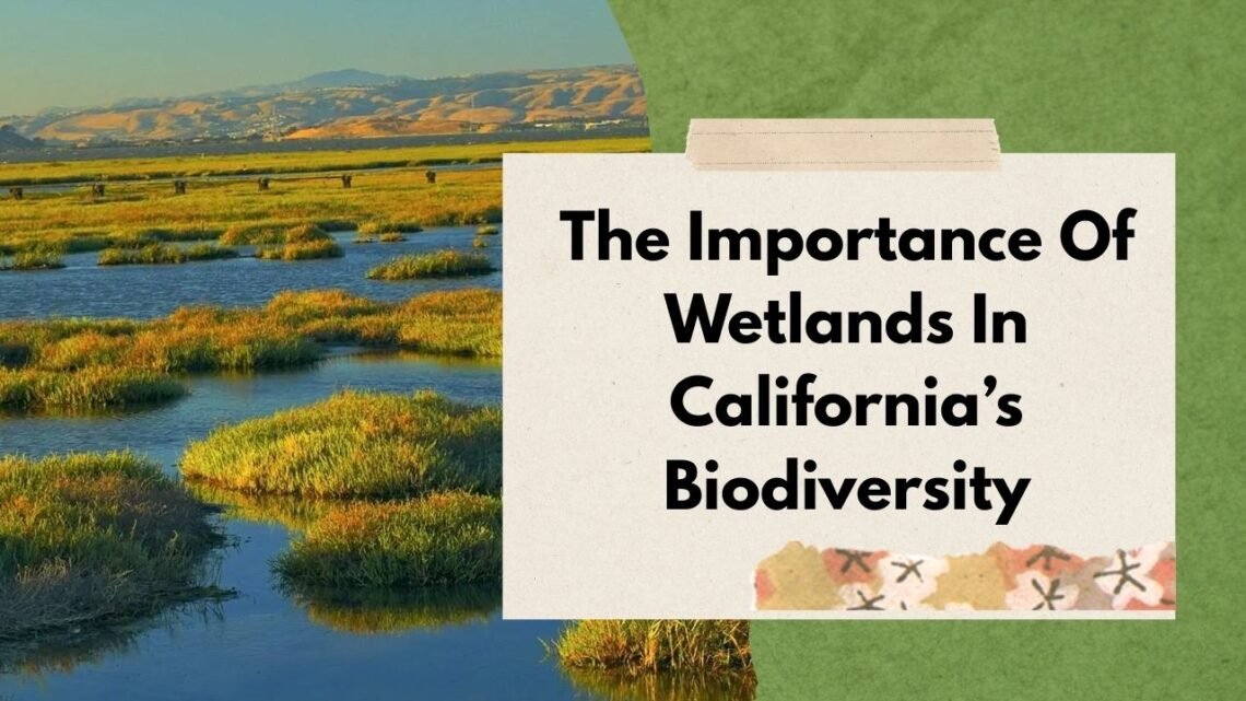The Importance Of Wetlands In California’s Biodiversity