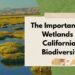 The Importance Of Wetlands In California’s Biodiversity