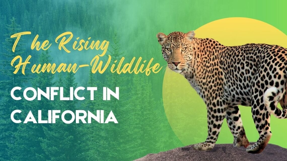 The Rising Human-Wildlife Conflict In California- Causes And Solutions