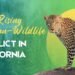The Rising Human-Wildlife Conflict In California- Causes And Solutions