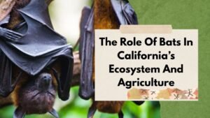 The Role Of Bats In California’s Ecosystem And Agriculture