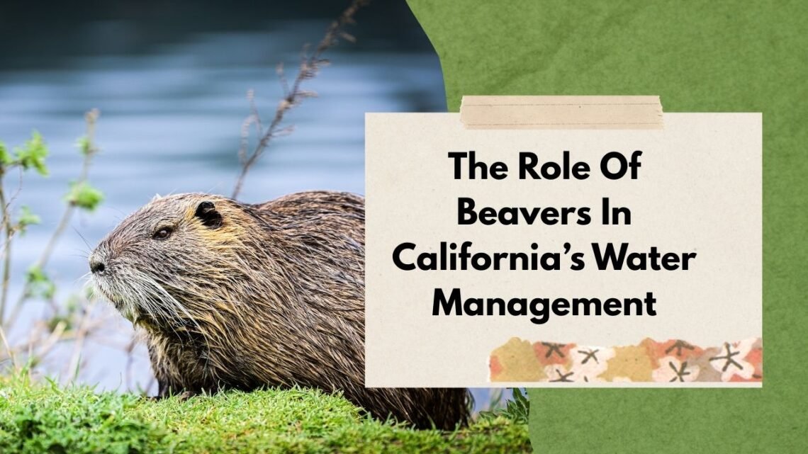 The Role Of Beavers In California’s Water Management