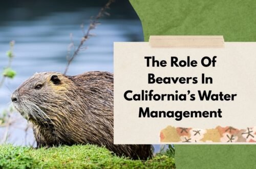 The Role Of Beavers In California’s Water Management