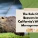 The Role Of Beavers In California’s Water Management