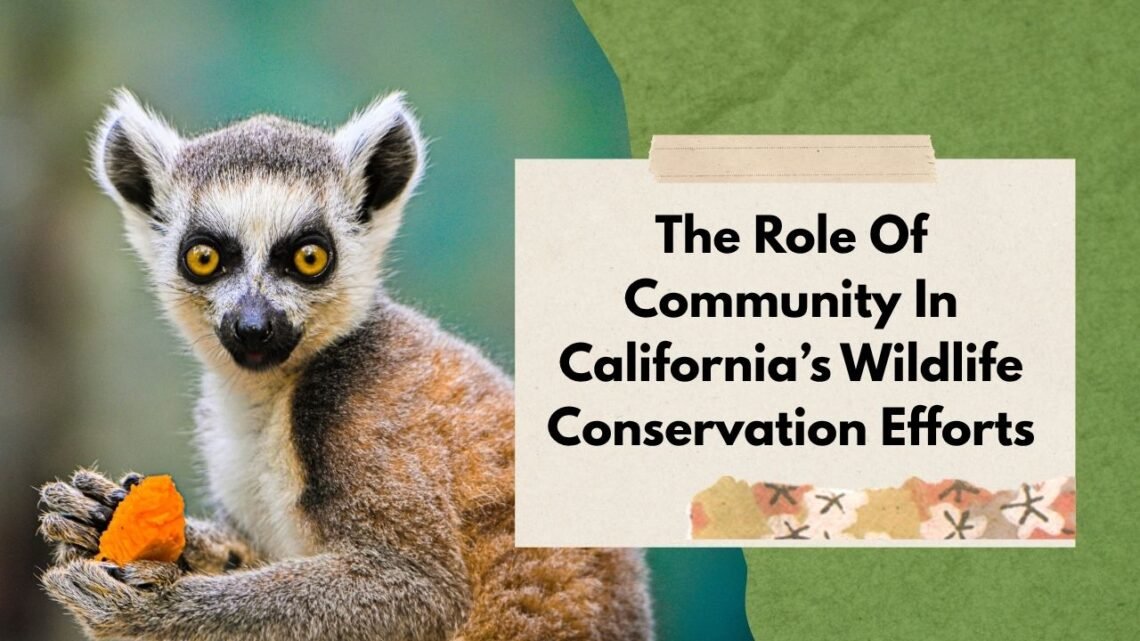 The Role Of Community In California’s Wildlife Conservation Efforts