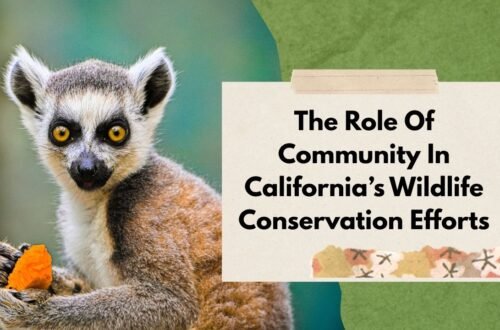 The Role Of Community In California’s Wildlife Conservation Efforts