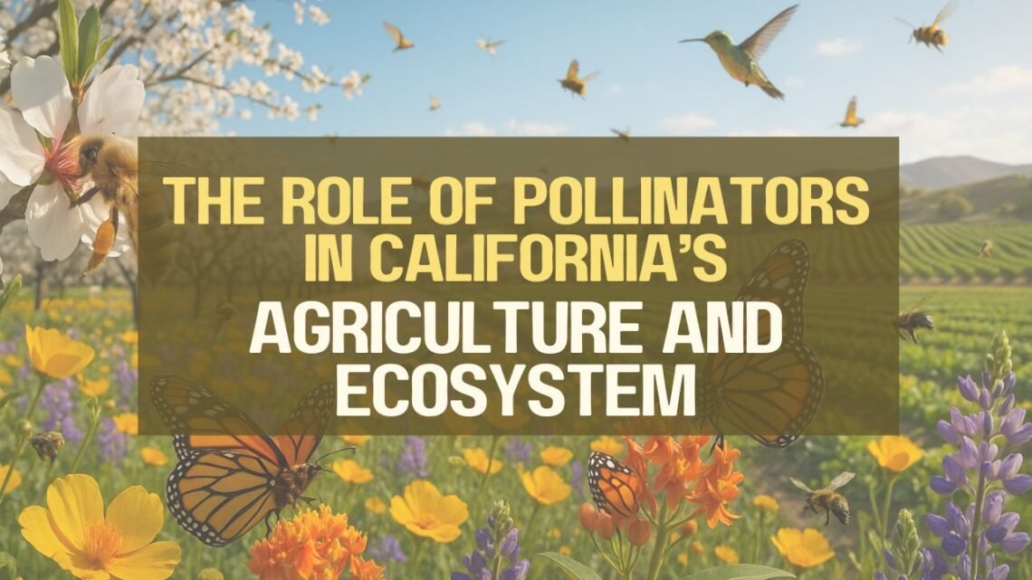 The Role Of Pollinators In California’s Agriculture And Ecosystem