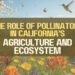 The Role Of Pollinators In California’s Agriculture And Ecosystem