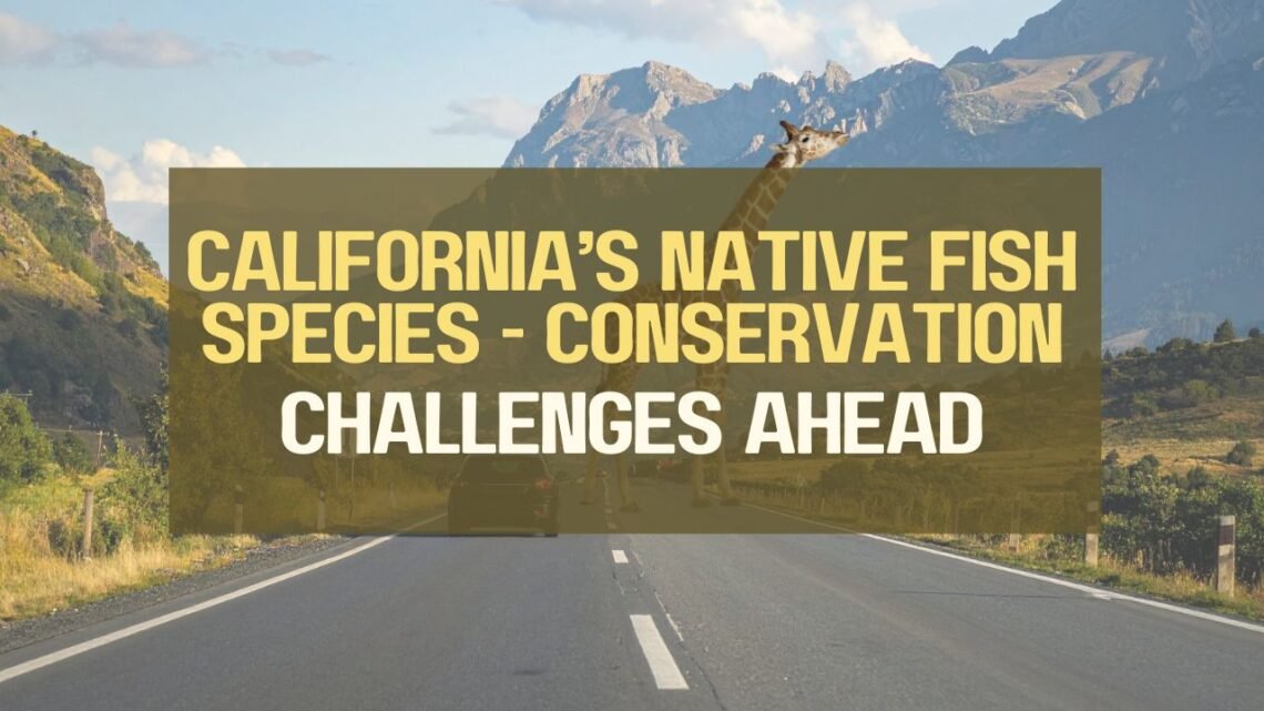 Top 7 Ways To Reduce Wildlife-Vehicle Collisions In California