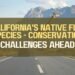 Top 7 Ways To Reduce Wildlife-Vehicle Collisions In California