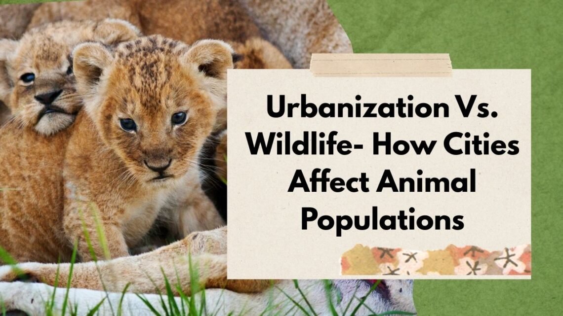 Urbanization Vs. Wildlife- How Cities Affect Animal Populations