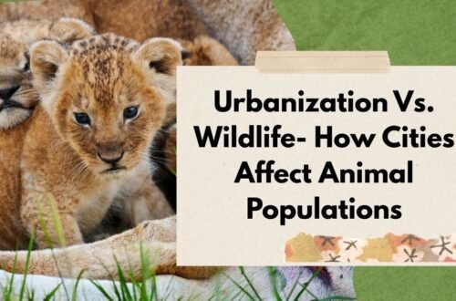 Urbanization Vs. Wildlife- How Cities Affect Animal Populations