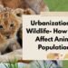 Urbanization Vs. Wildlife- How Cities Affect Animal Populations