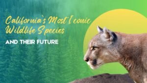 California’s Most Iconic Wildlife Species And Their Future