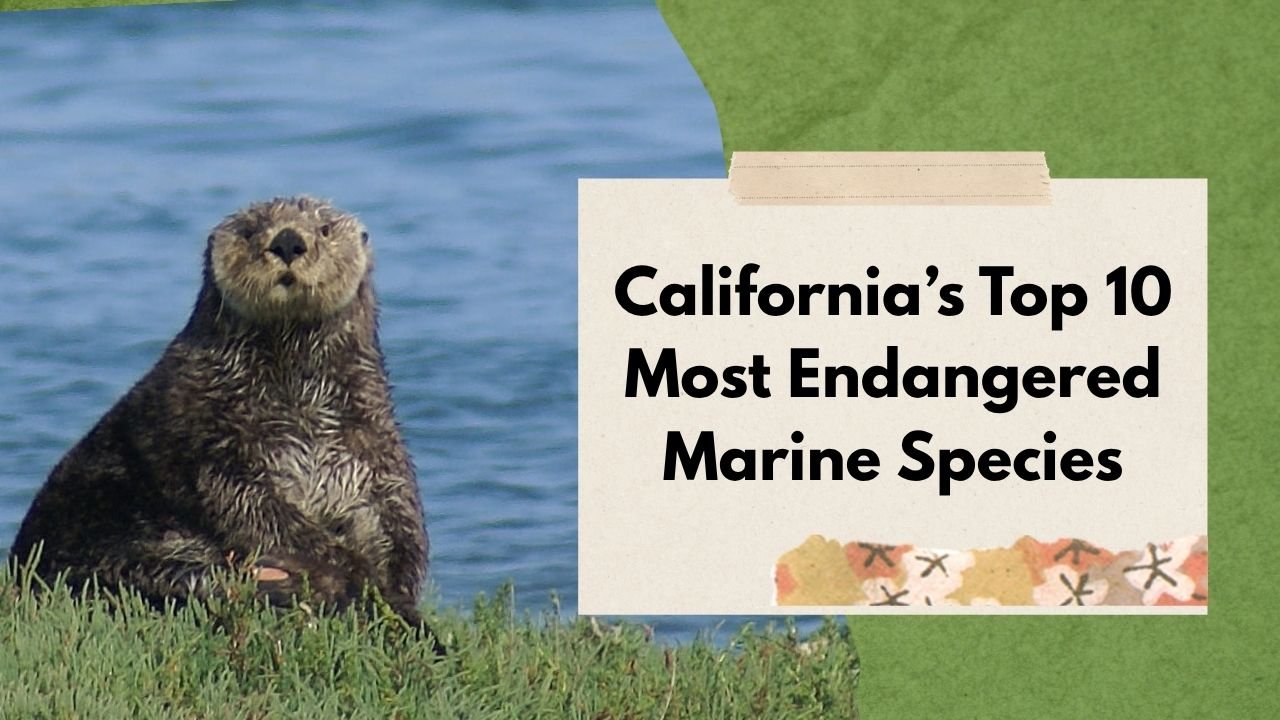 California’s Top 10 Most Endangered Marine Species