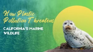 How Plastic Pollution Threatens California’s Marine Wildlife