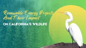 Renewable Energy Projects And Their Impact On California’s Wildlife