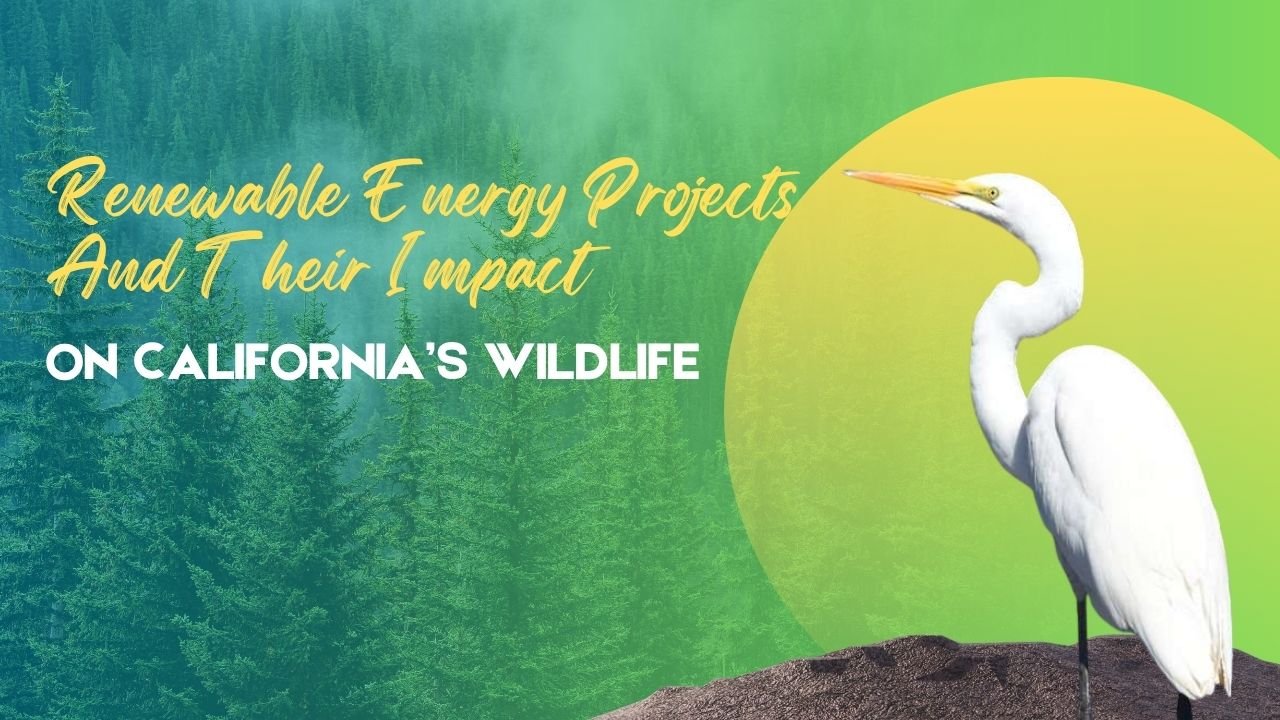 Renewable Energy Projects And Their Impact On California’s Wildlife