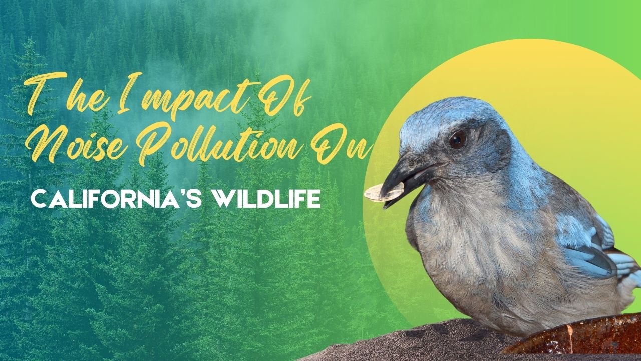 The Impact Of Noise Pollution On California’s Wildlife