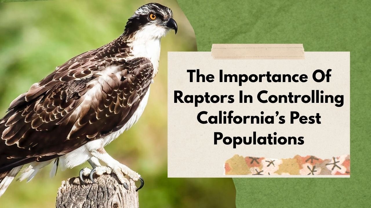 The Importance Of Raptors In Controlling California’s Pest Populations