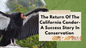 The Return Of The California Condor- A Success Story In Conservation