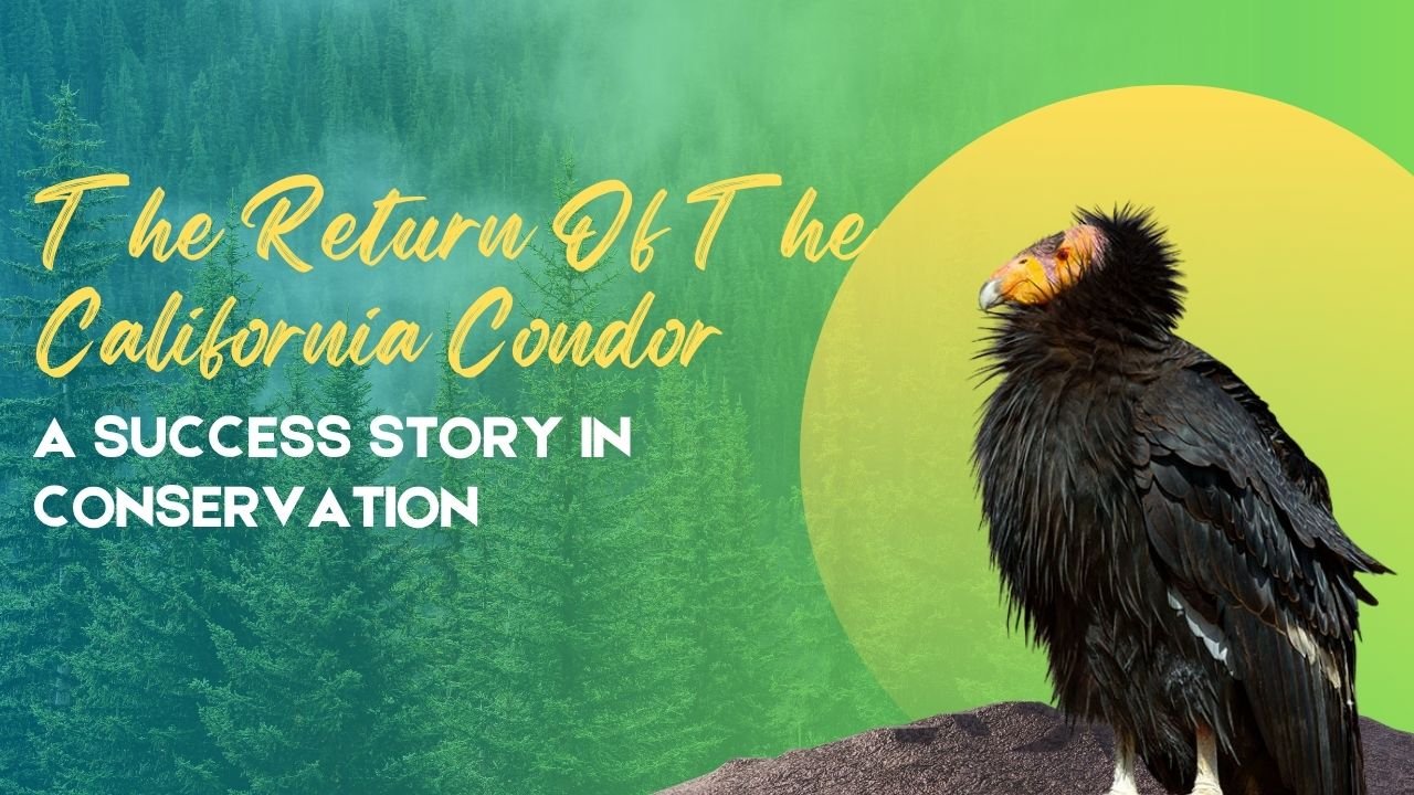 The Return Of The California Condor- A Success Story In Conservation
