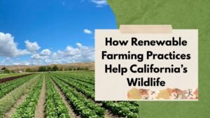 How Renewable Farming Practices Help California’s Wildlife